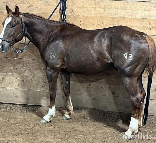 "Slick" Chestnut Gelding Quarter Horse - Quarter Horse in Texas