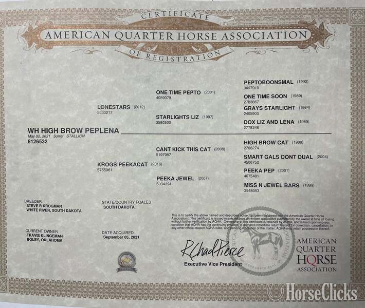 "Slick" Chestnut Gelding Quarter Horse - Quarter Horse
