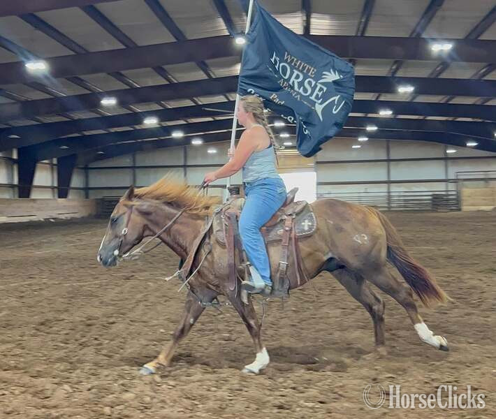 "Slick" Chestnut Gelding Quarter Horse Texas