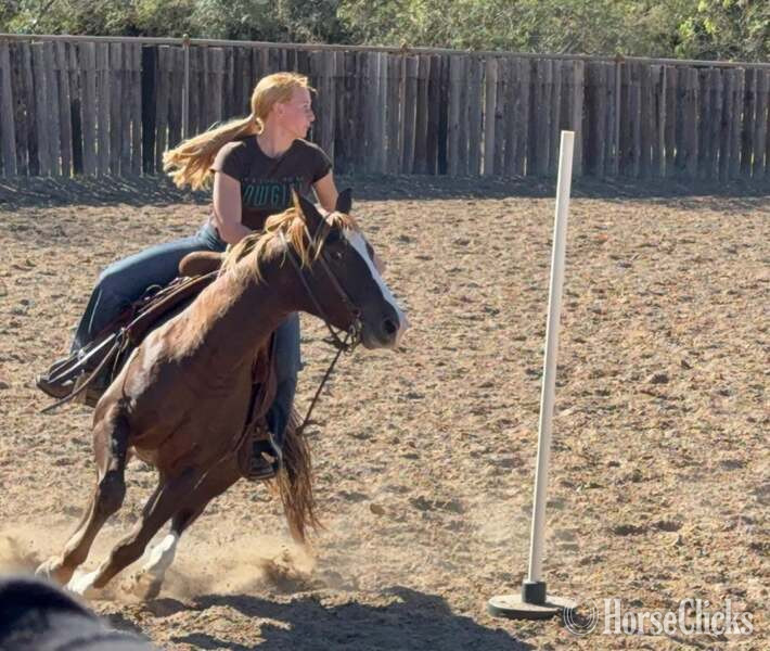 Quarter Horse - "Slick" Chestnut Gelding Quarter Horse in Texas