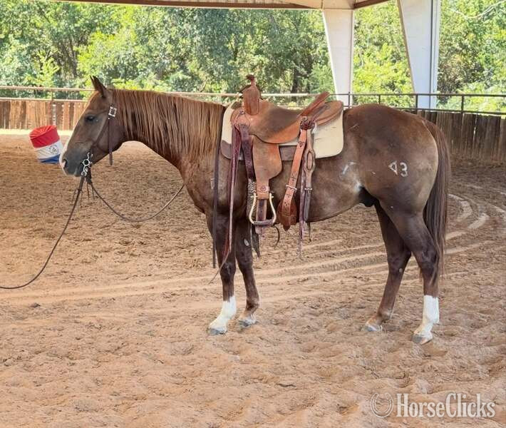 Quarter Horse - "Slick" Chestnut Gelding Quarter Horse
