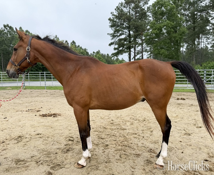 "Bay" Bay Gelding Quarter Horse in North Carolina