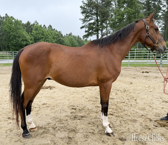 "Bay" Bay Gelding Quarter Horse