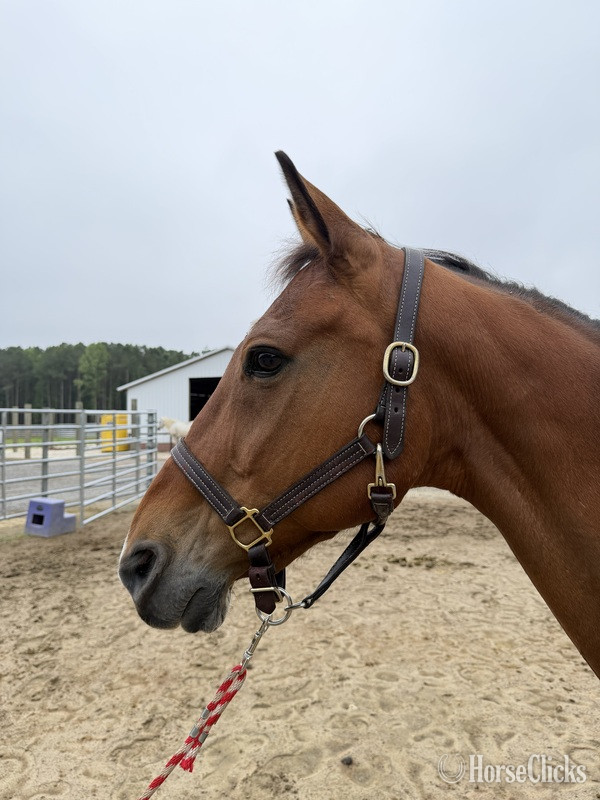 North Carolina "Bay" Bay Gelding Quarter Horse