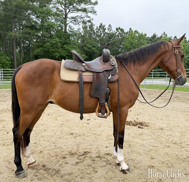 "Bay" Bay Gelding Quarter Horse - Quarter Horse