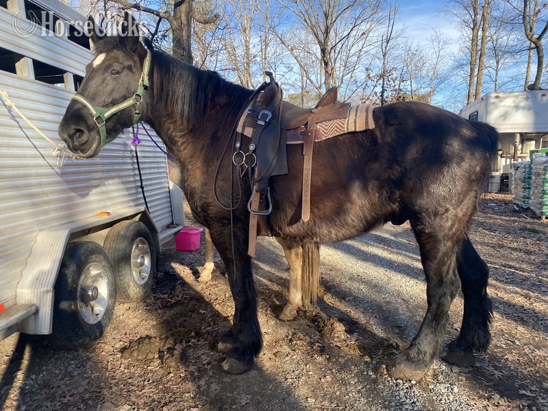 ""  Gelding Percheron in North Carolina