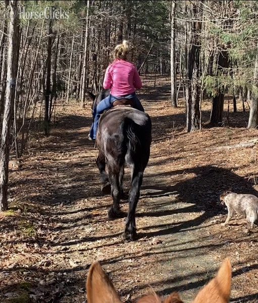 ""  Gelding Percheron