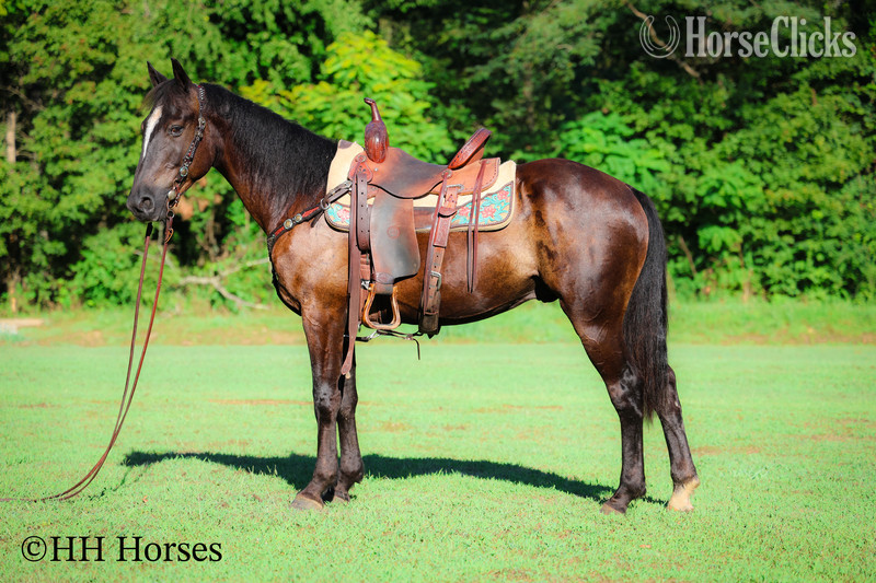 "EASY RIDER" Black Gelding Quarter Horse in Kentucky