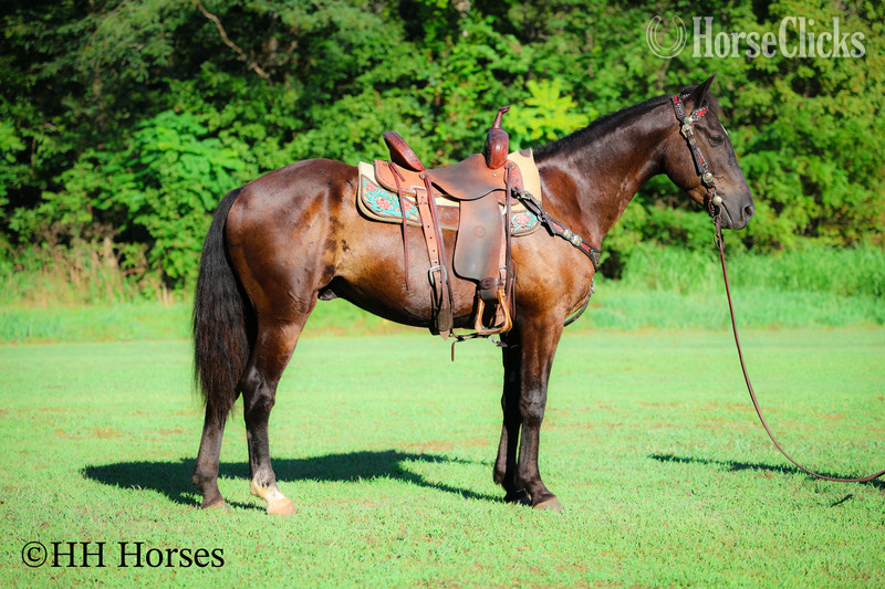 "EASY RIDER" Black Gelding Quarter Horse