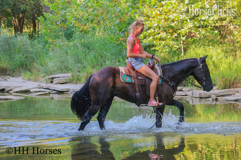 Kentucky "EASY RIDER" Black Gelding Quarter Horse
