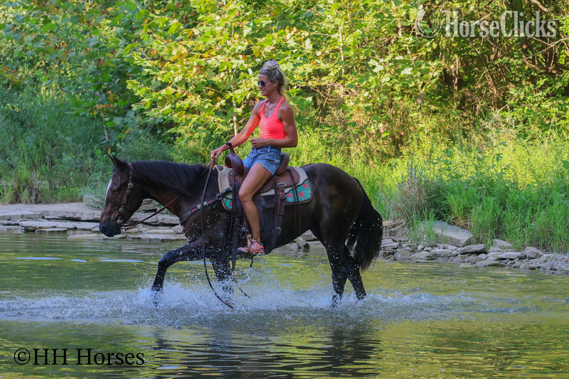 "EASY RIDER" Black Gelding Quarter Horse - Quarter Horse in Kentucky