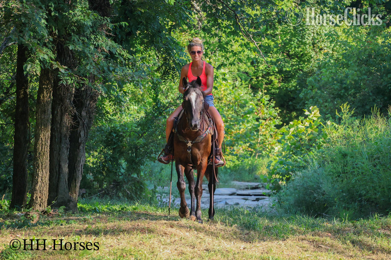 "EASY RIDER" Black Gelding Quarter Horse - Quarter Horse