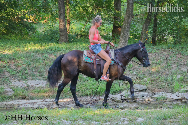 "EASY RIDER" Black Gelding Quarter Horse Kentucky