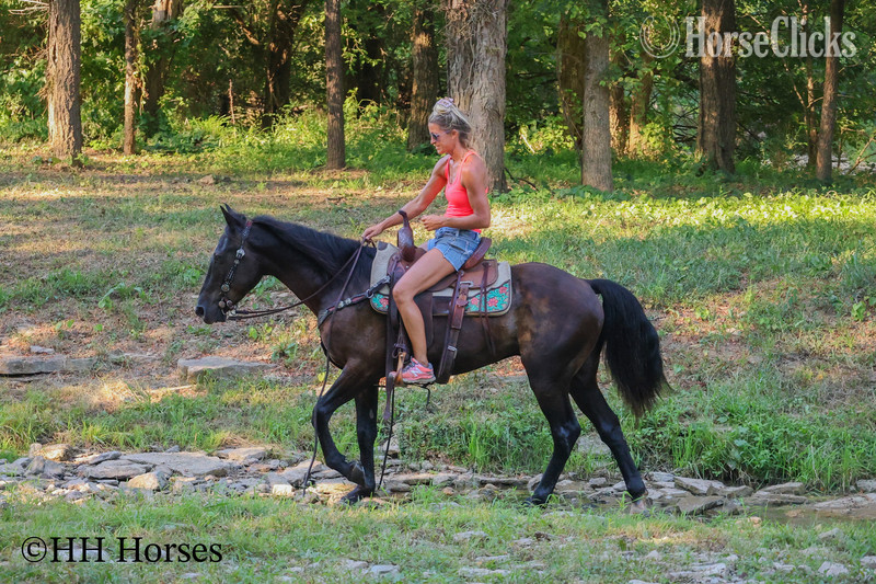Quarter Horse - "EASY RIDER" Black Gelding Quarter Horse in Kentucky
