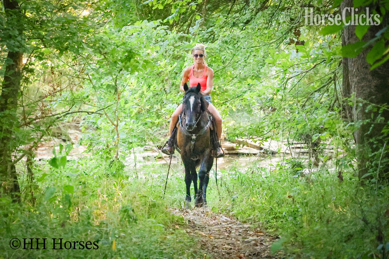 Quarter Horse - "EASY RIDER" Black Gelding Quarter Horse