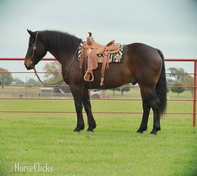"BRUNO" Bay Gelding Draft in California