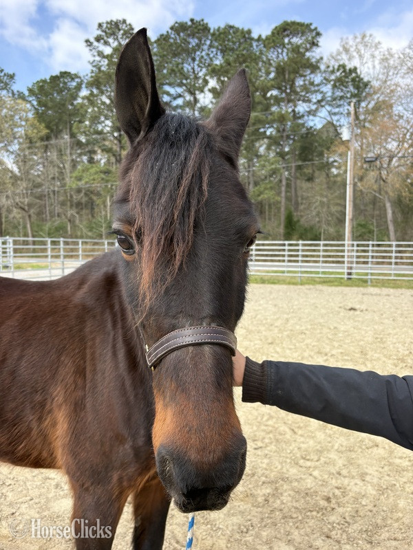 "Bay" Bay Mare Morgan