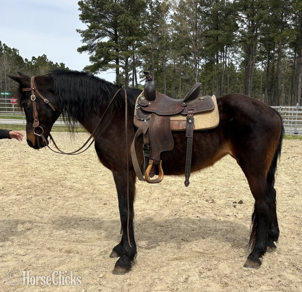 North Carolina "Bay" Bay Mare Morgan