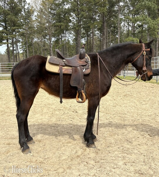 "Bay" Bay Mare Morgan - Morgan in North Carolina
