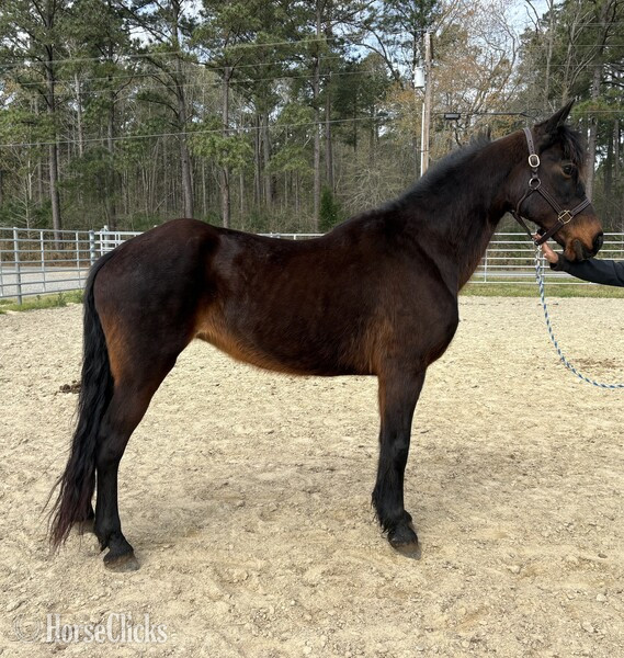 "Bay" Bay Mare Morgan - Morgan