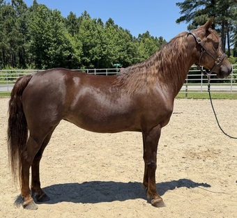 "Morgan" Sorrel Mare Morgan