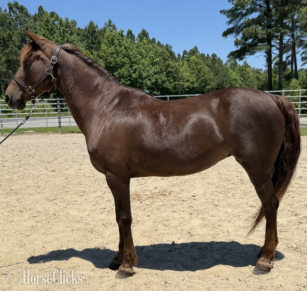 "Morgan" Sorrel Mare Morgan