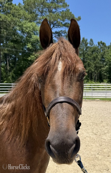 North Carolina "Morgan" Sorrel Mare Morgan