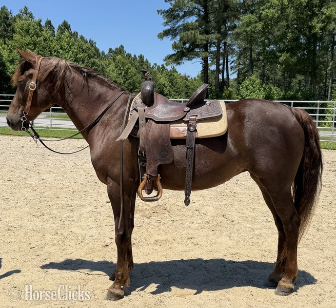 "Morgan" Sorrel Mare Morgan - Morgan in North Carolina