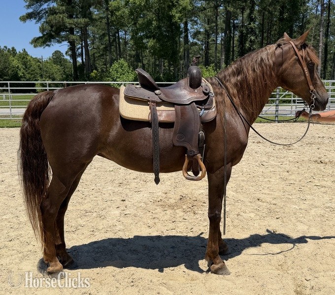 "Morgan" Sorrel Mare Morgan - Morgan