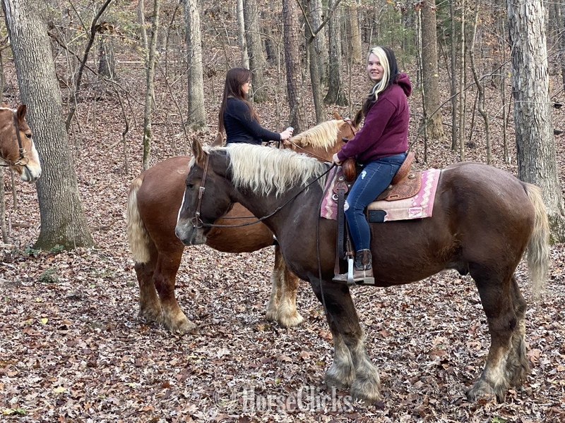 ""  Gelding Draft in North Carolina