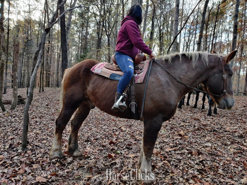 ""  Gelding Draft