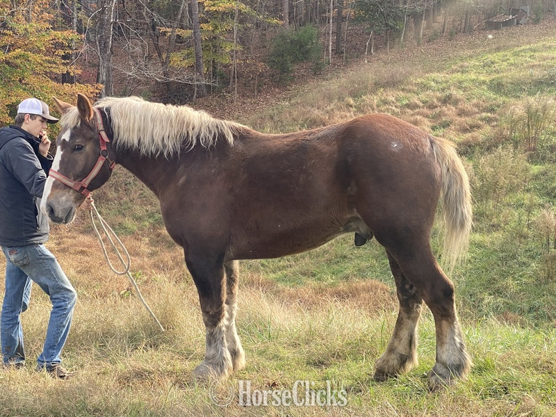 North Carolina ""  Gelding Draft