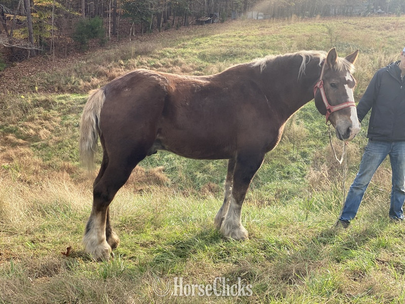 ""  Gelding Draft - Draft in North Carolina