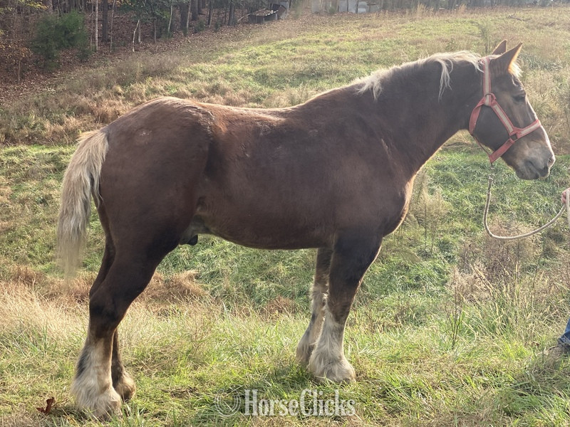 ""  Gelding Draft - Draft
