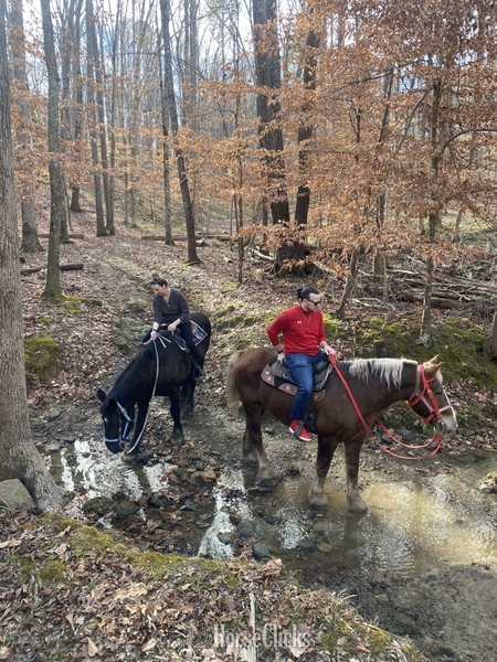 ""  Gelding Draft North Carolina