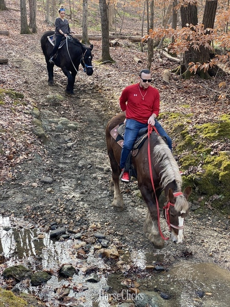Draft - ""  Gelding Draft in North Carolina