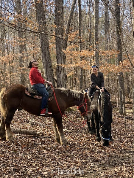 Draft - ""  Gelding Draft