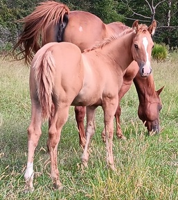 "" Dun Colt Quarter Horse