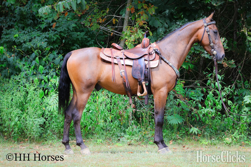 "BJB IRISH CHESSPIECE" Bay Gelding Morgan in Kentucky