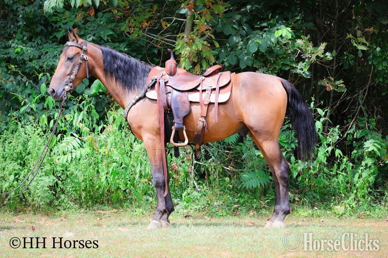 "BJB IRISH CHESSPIECE" Bay Gelding Morgan