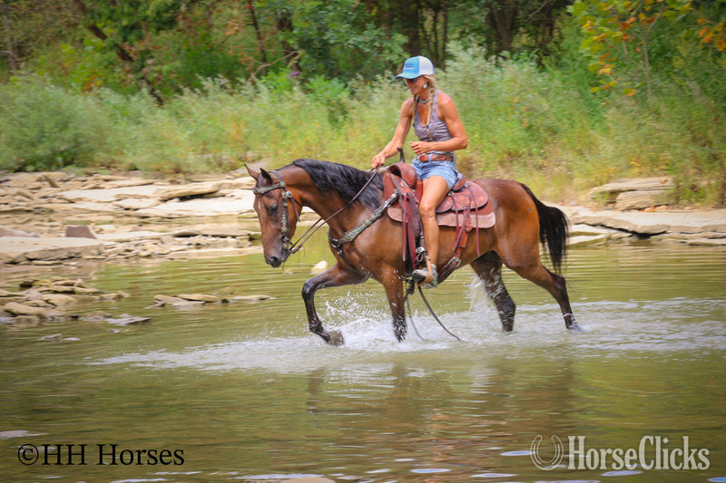 "BJB IRISH CHESSPIECE" Bay Gelding Morgan - Morgan in Kentucky