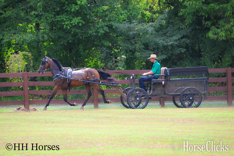 "BJB IRISH CHESSPIECE" Bay Gelding Morgan - Morgan