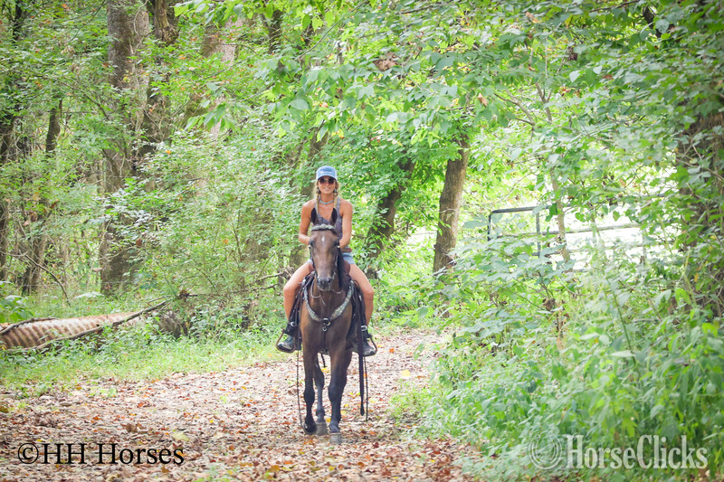 "BJB IRISH CHESSPIECE" Bay Gelding Morgan Kentucky