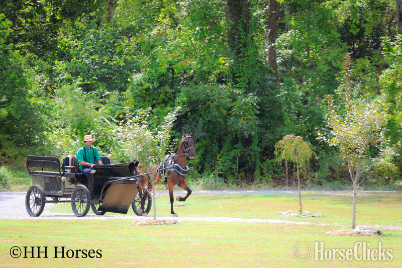 Morgan - "BJB IRISH CHESSPIECE" Bay Gelding Morgan in Kentucky