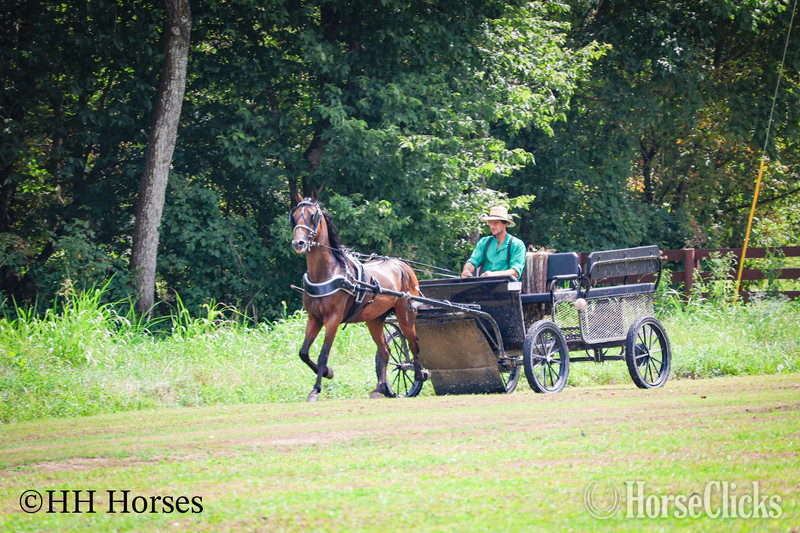 Morgan - "BJB IRISH CHESSPIECE" Bay Gelding Morgan
