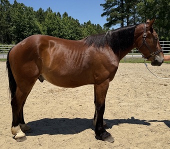 "Bay" Bay Gelding Draft