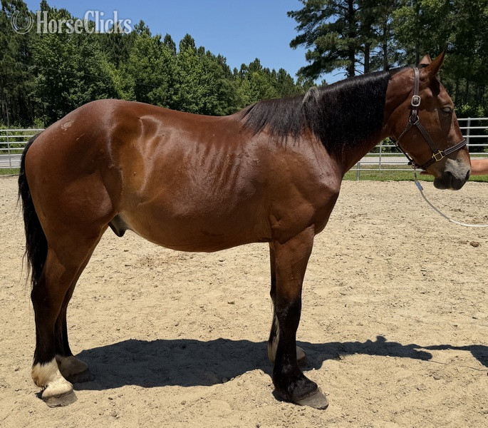 "Bay" Bay Gelding Draft in North Carolina
