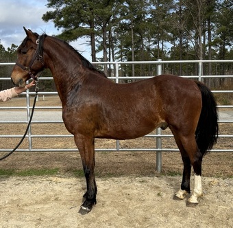 "Bay" Bay Gelding Dutch Warmblood