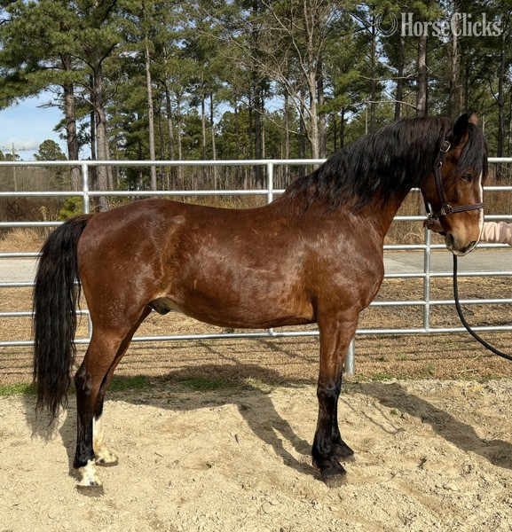 "Bay" Bay Gelding Dutch Warmblood