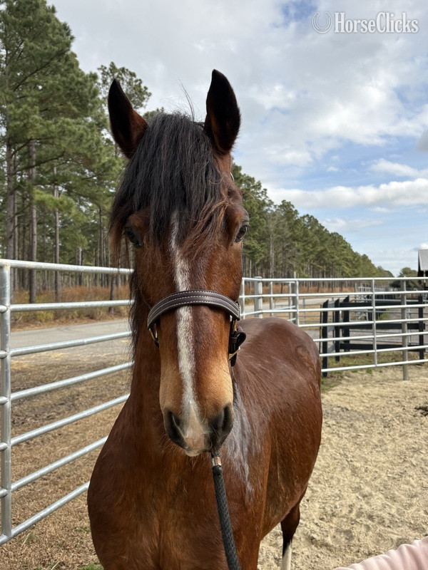 North Carolina "Bay" Bay Gelding Dutch Warmblood